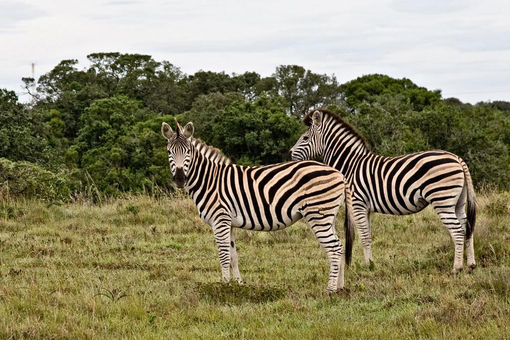 Safari Lodge- Amakhala Game Reserve Eksteriør billede