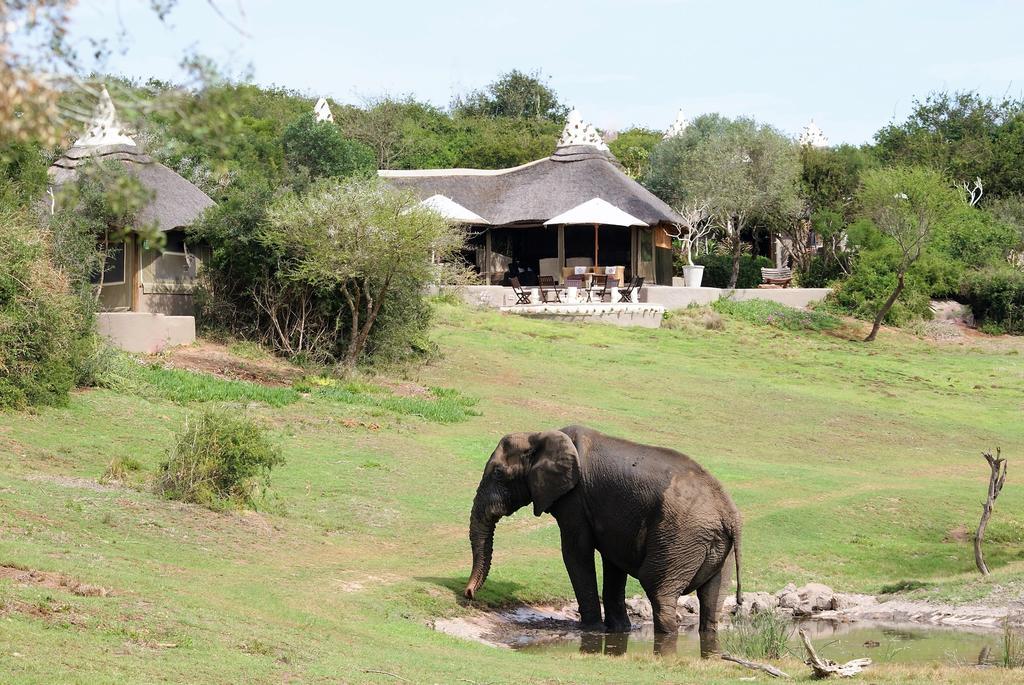 Safari Lodge- Amakhala Game Reserve Eksteriør billede