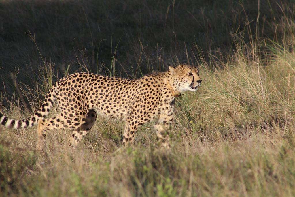 Safari Lodge- Amakhala Game Reserve Eksteriør billede